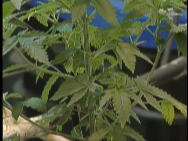 Legal Talk : Marijuana Decriminalization / Internet Law