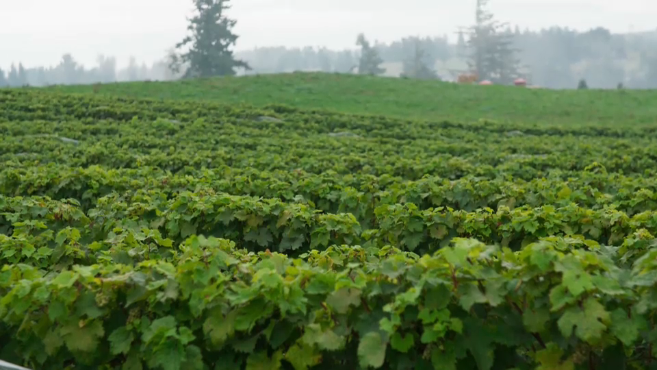 CPAC Documentaries : Seeing Canada: Wines and Islands in British Columbia (English DV version)